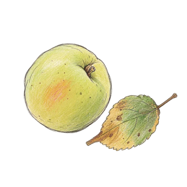 梅實主題素描風卡通插圖