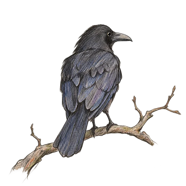 烏鴉主題素描風卡通插圖