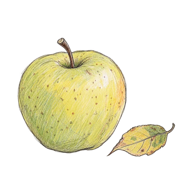 蘋果主題素描風卡通插圖