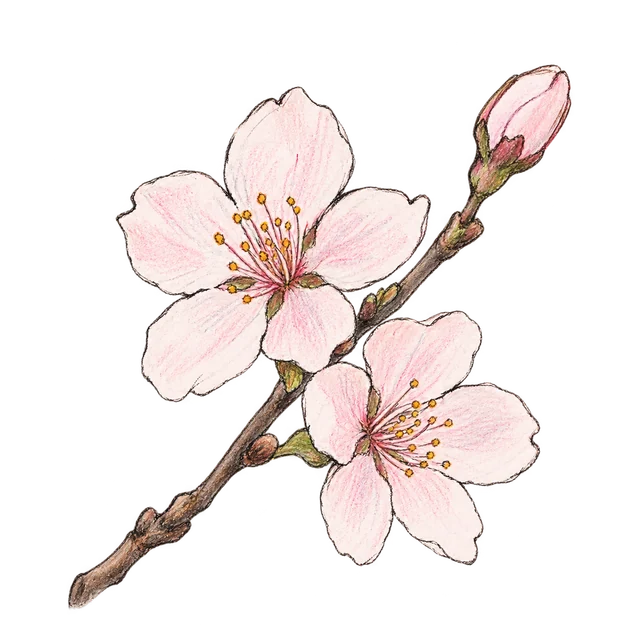 櫻花主題素描風卡通插圖