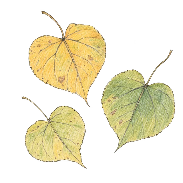 葉片主題素描風卡通插圖