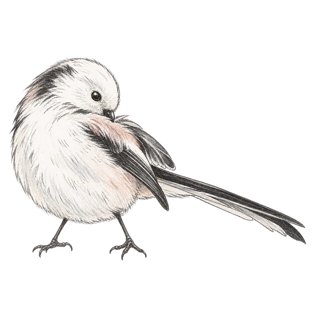 長尾山雀主題素描風卡通插圖