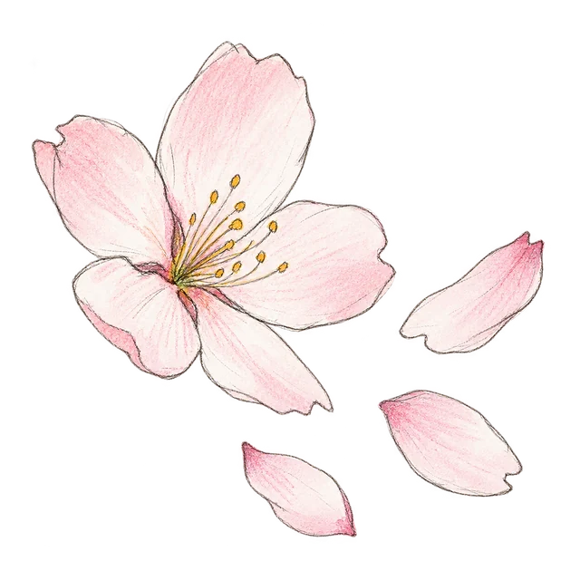 櫻花主題素描風卡通插圖